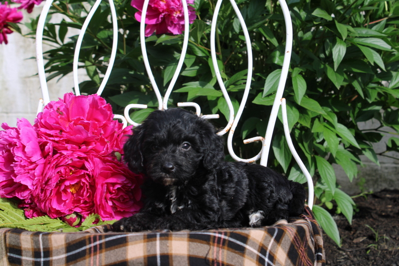 puppy, for, sale, Mini Bernedoodle, Matthew B. Stoltzfus, dog, breeder, Gap, PA, dog-breeder, puppy-for-sale, forsale, nearby, find, puppyfind, locator, puppylocator, aca